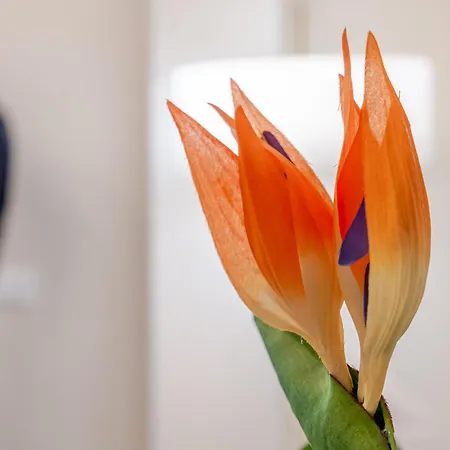 Maison De Vlore Apartament